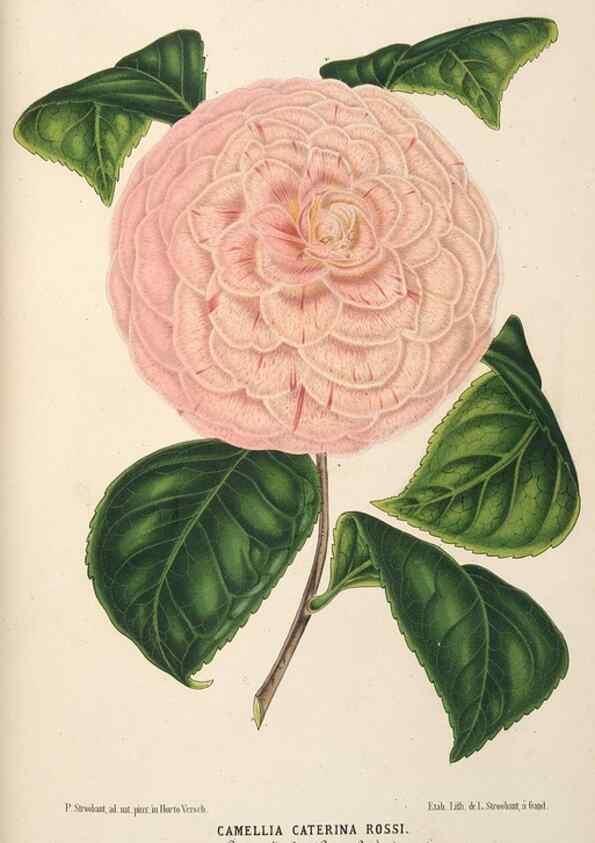 Reproducción/Reproduction 49690731257: L'Illustration horticole :. Gand, Belgium :Imprimerie et lithographie de F. et E. Gyselnyck,1854-1896.. 