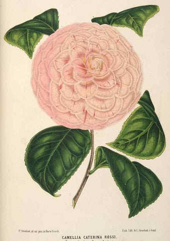 Reproducción/Reproduction 49690731257: L'Illustration horticole :. Gand, Belgium :Imprimerie et lithographie de F. et E. Gyselnyck,1854-1896.. 