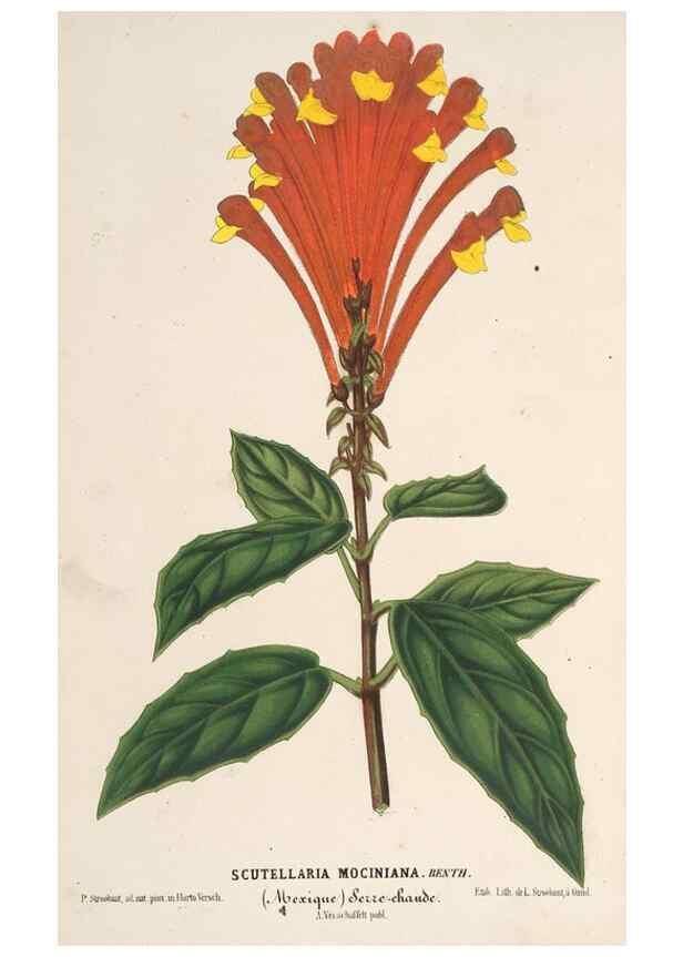 Reproducción/Reproduction 49690731507: L'Illustration horticole :. Gand, Belgium :Imprimerie et lithographie de F. et E. Gyselnyck,1854-1896.. 