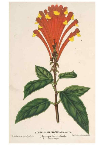 Reproducción/Reproduction 49690731507: L'Illustration horticole :. Gand, Belgium :Imprimerie et lithographie de F. et E. Gyselnyck,1854-1896.. 