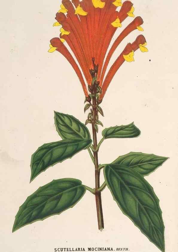 Reproducción/Reproduction 49690731507: L'Illustration horticole :. Gand, Belgium :Imprimerie et lithographie de F. et E. Gyselnyck,1854-1896.. 