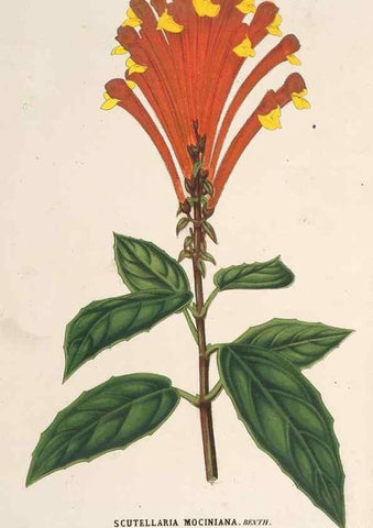 Reproducción/Reproduction 49690731507: L'Illustration horticole :. Gand, Belgium :Imprimerie et lithographie de F. et E. Gyselnyck,1854-1896.. 
