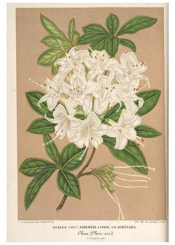 Reproducción/Reproduction 49690420586: L'Illustration horticole :. Gand, Belgium :Imprimerie et lithographie de F. et E. Gyselnyck,1854-1896.. 