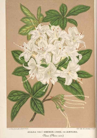 Reproducción/Reproduction 49690420586: L'Illustration horticole :. Gand, Belgium :Imprimerie et lithographie de F. et E. Gyselnyck,1854-1896.. 