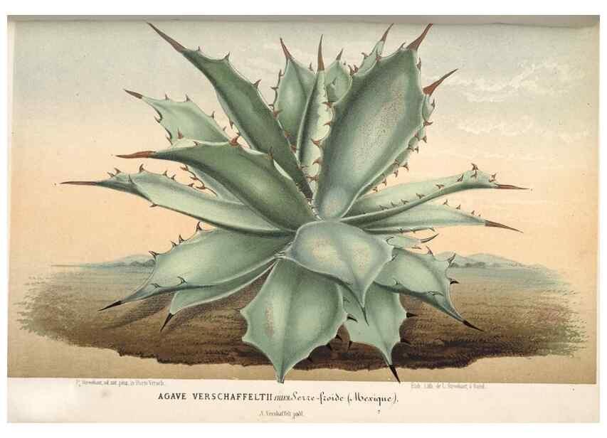 Reproducción/Reproduction 49689885878: L'Illustration horticole :. Gand, Belgium :Imprimerie et lithographie de F. et E. Gyselnyck,1854-1896.. 