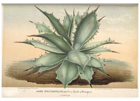 Reproducción/Reproduction 49689885878: L'Illustration horticole :. Gand, Belgium :Imprimerie et lithographie de F. et E. Gyselnyck,1854-1896.. 