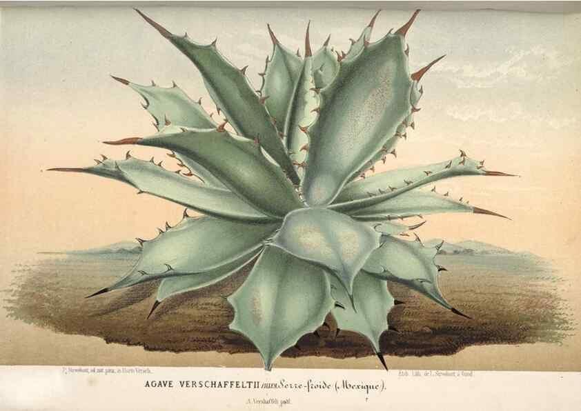 Reproducción/Reproduction 49689885878: L'Illustration horticole :. Gand, Belgium :Imprimerie et lithographie de F. et E. Gyselnyck,1854-1896.. 