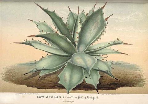 Reproducción/Reproduction 49689885878: L'Illustration horticole :. Gand, Belgium :Imprimerie et lithographie de F. et E. Gyselnyck,1854-1896.. 