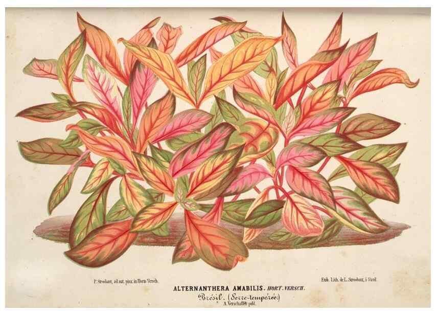 Reproducción/Reproduction 49690418821: L'Illustration horticole :. Gand, Belgium :Imprimerie et lithographie de F. et E. Gyselnyck,1854-1896.. 