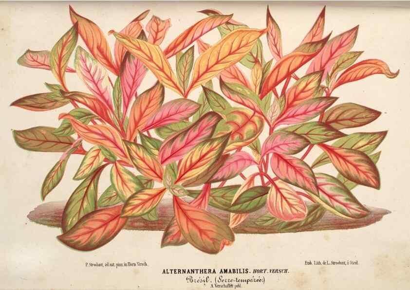 Reproducción/Reproduction 49690418821: L'Illustration horticole :. Gand, Belgium :Imprimerie et lithographie de F. et E. Gyselnyck,1854-1896.. 