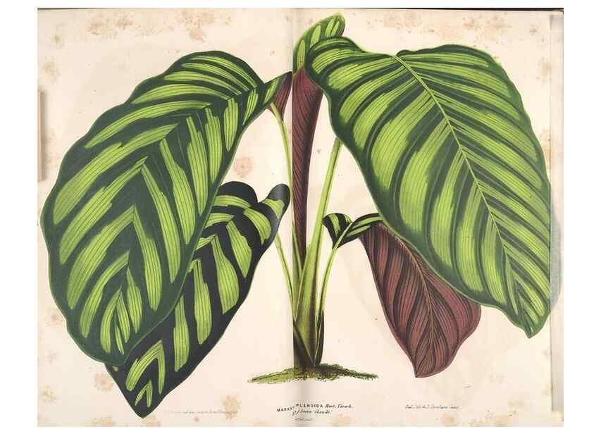 Reproducción/Reproduction 49690463662: L'Illustration horticole :. Gand, Belgium :Imprimerie et lithographie de F. et E. Gyselnyck,1854-1896.. 