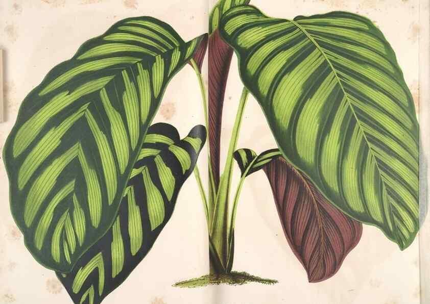 Reproducción/Reproduction 49690463662: L'Illustration horticole :. Gand, Belgium :Imprimerie et lithographie de F. et E. Gyselnyck,1854-1896.. 