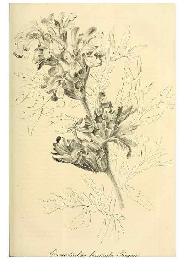 Reproducción/Reproduction 49690664307: Gartenflora.. Erlangen :F. Enke,1852-1940.. 