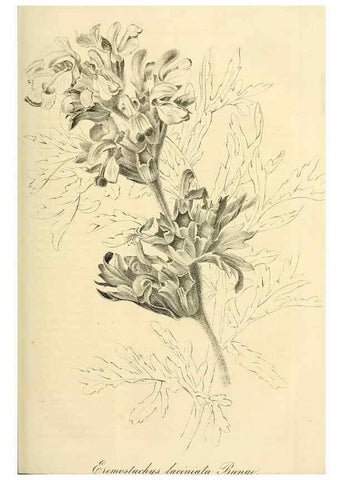Reproducción/Reproduction 49690664307: Gartenflora.. Erlangen :F. Enke,1852-1940.. 