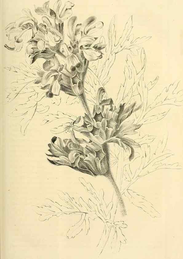 Reproducción/Reproduction 49690664307: Gartenflora.. Erlangen :F. Enke,1852-1940.. 
