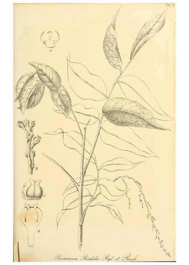Reproducción/Reproduction 49690352971: Gartenflora.. Erlangen :F. Enke,1852-1940.. 