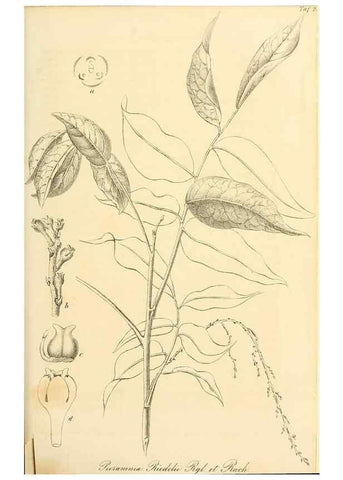 Reproducción/Reproduction 49690352971: Gartenflora.. Erlangen :F. Enke,1852-1940.. 