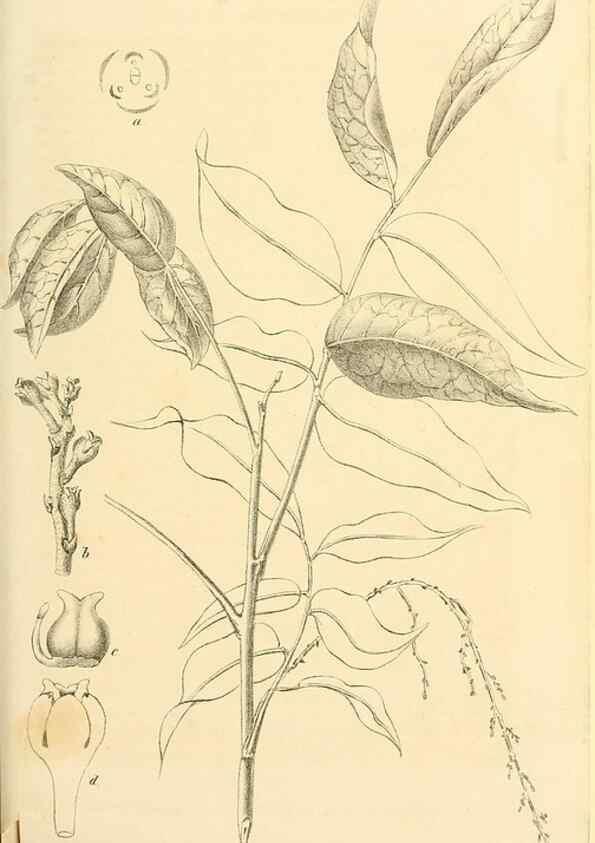Reproducción/Reproduction 49690352971: Gartenflora.. Erlangen :F. Enke,1852-1940.. 