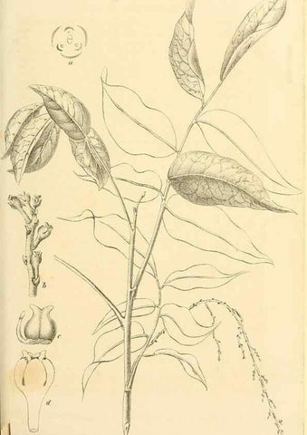 Reproducción/Reproduction 49690352971: Gartenflora.. Erlangen :F. Enke,1852-1940.. 