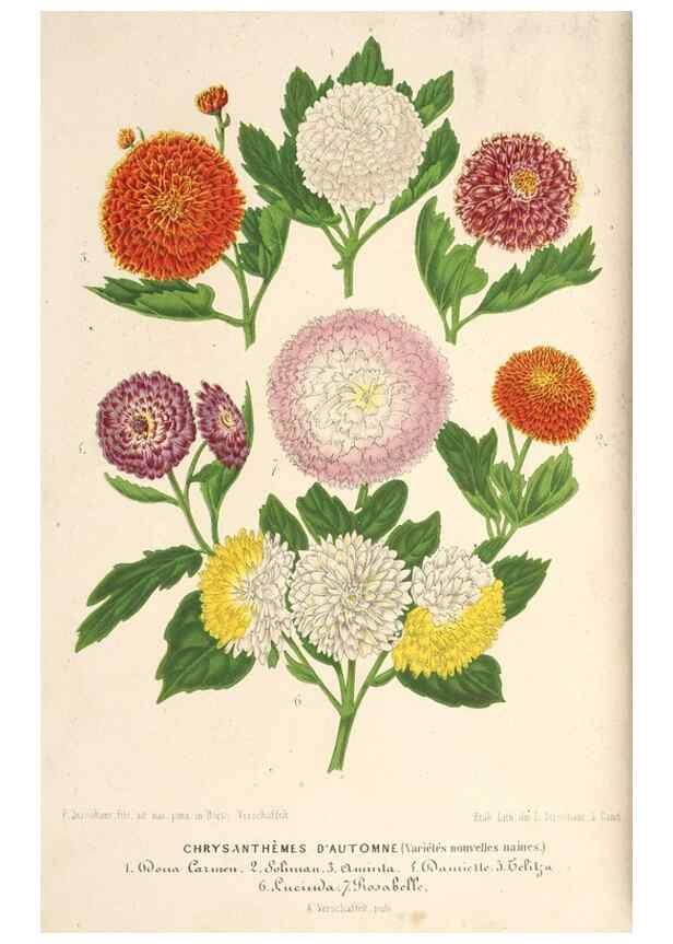 Reproducción/Reproduction 49690469022: L'Illustration horticole :. Gand, Belgium :Imprimerie et lithographie de F. et E. Gyselnyck,1854-1896.. 