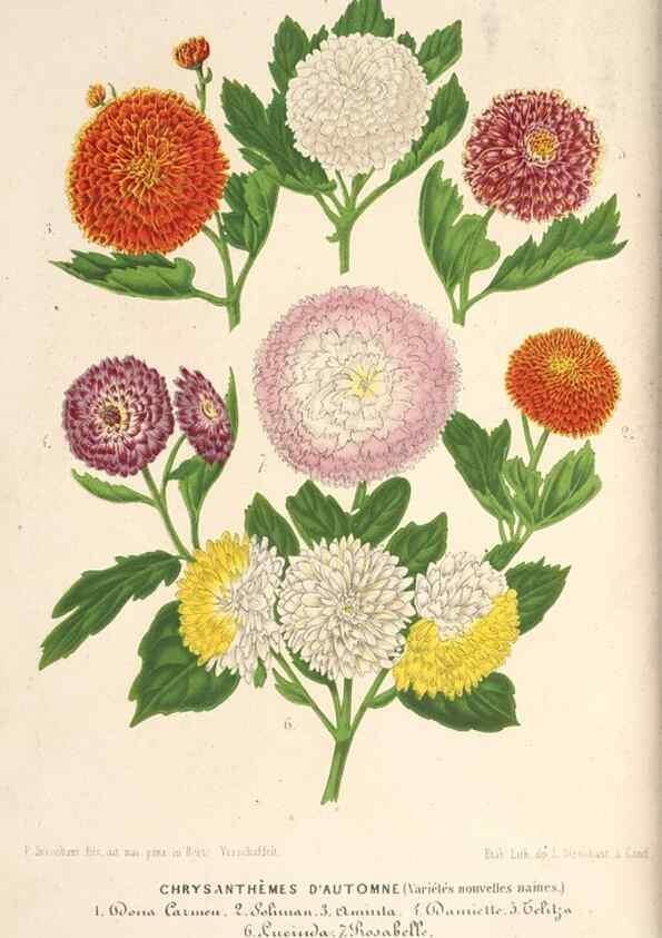 Reproducción/Reproduction 49690469022: L'Illustration horticole :. Gand, Belgium :Imprimerie et lithographie de F. et E. Gyselnyck,1854-1896.. 