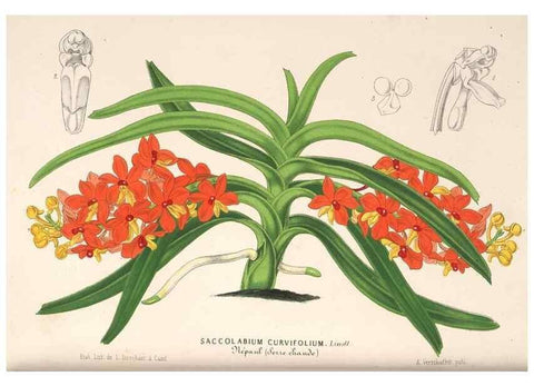 Reproducción/Reproduction 49689626348: L'Illustration horticole :. Gand, Belgium :Imprimerie et lithographie de F. et E. Gyselnyck,1854-1896.. 
