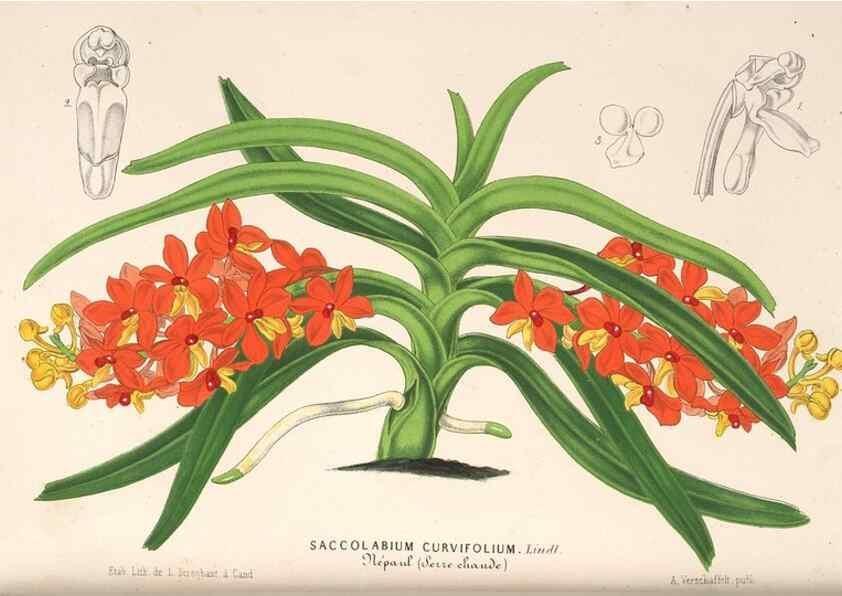 Reproducción/Reproduction 49689626348: L'Illustration horticole :. Gand, Belgium :Imprimerie et lithographie de F. et E. Gyselnyck,1854-1896.. 