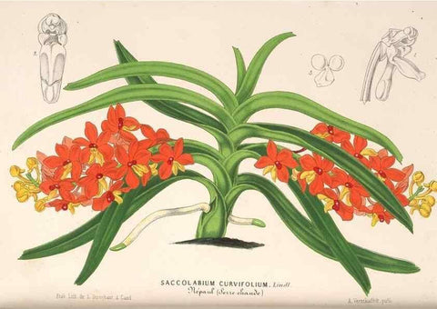 Reproducción/Reproduction 49689626348: L'Illustration horticole :. Gand, Belgium :Imprimerie et lithographie de F. et E. Gyselnyck,1854-1896.. 