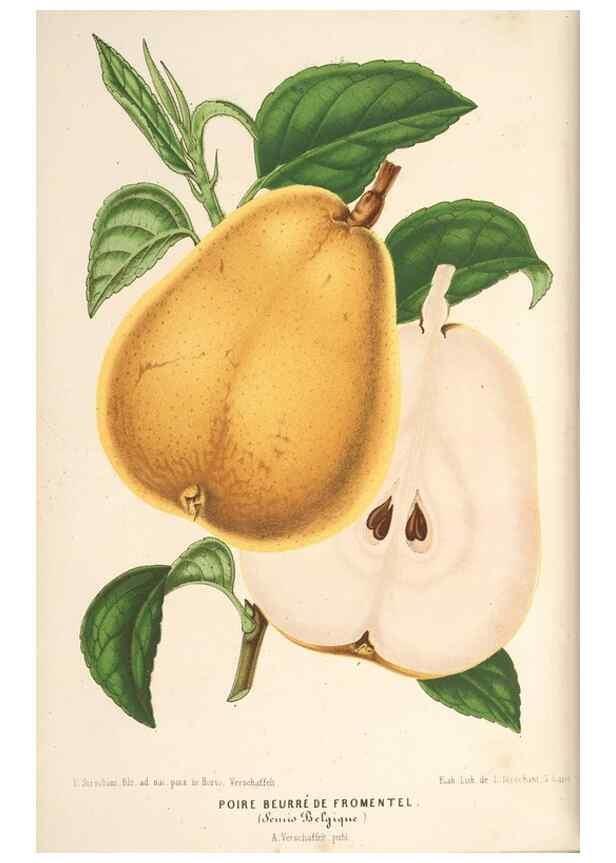 Reproducción/Reproduction 49690469322: L'Illustration horticole :. Gand, Belgium :Imprimerie et lithographie de F. et E. Gyselnyck,1854-1896.. 