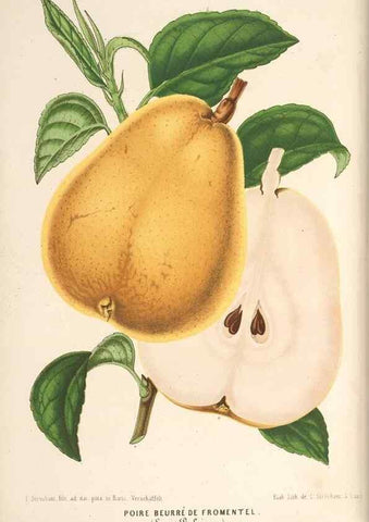 Reproducción/Reproduction 49690469322: L'Illustration horticole :. Gand, Belgium :Imprimerie et lithographie de F. et E. Gyselnyck,1854-1896.. 