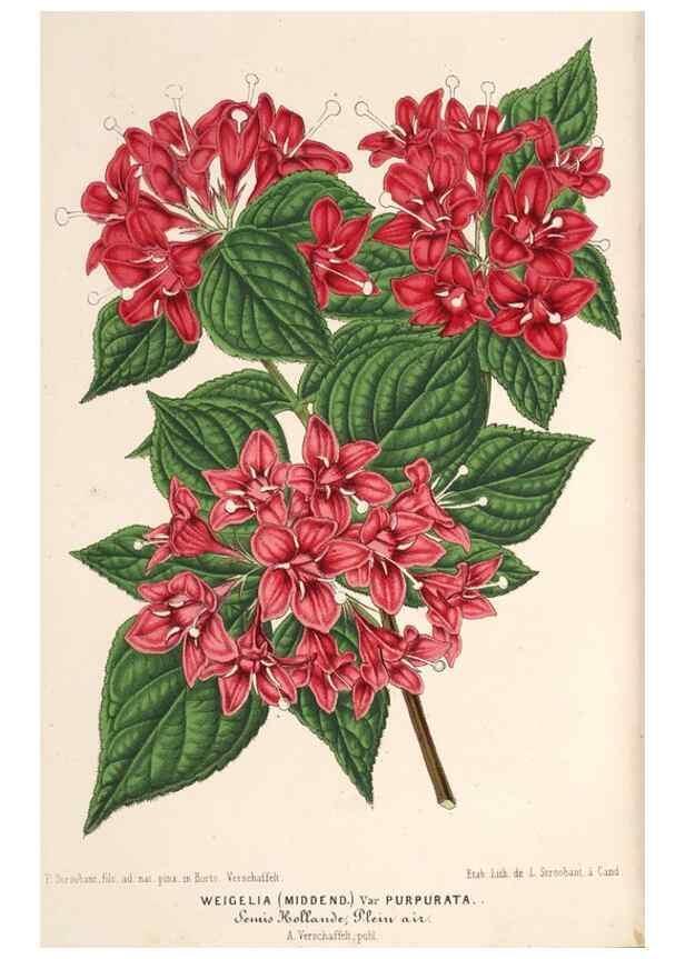 Reproducción/Reproduction 49690159841: L'Illustration horticole :. Gand, Belgium :Imprimerie et lithographie de F. et E. Gyselnyck,1854-1896.. 