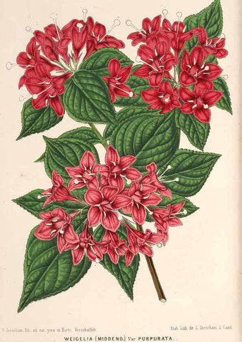 Reproducción/Reproduction 49690159841: L'Illustration horticole :. Gand, Belgium :Imprimerie et lithographie de F. et E. Gyselnyck,1854-1896.. 
