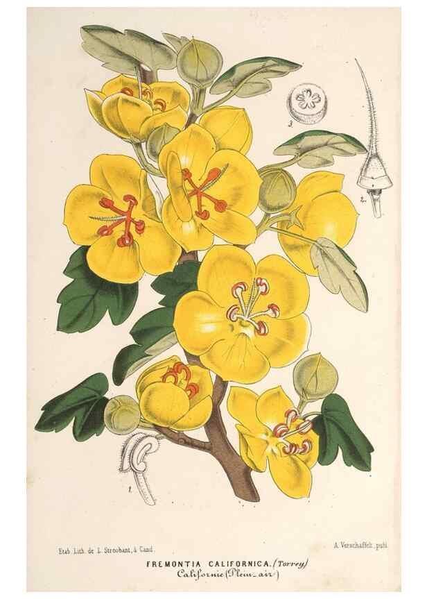 Reproducción/Reproduction 49689627118: L'Illustration horticole :. Gand, Belgium :Imprimerie et lithographie de F. et E. Gyselnyck,1854-1896.. 