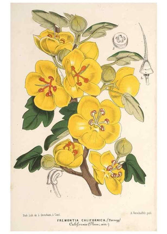 Reproducción/Reproduction 49689627118: L'Illustration horticole :. Gand, Belgium :Imprimerie et lithographie de F. et E. Gyselnyck,1854-1896.. 