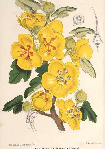 Reproducción/Reproduction 49689627118: L'Illustration horticole :. Gand, Belgium :Imprimerie et lithographie de F. et E. Gyselnyck,1854-1896.. 