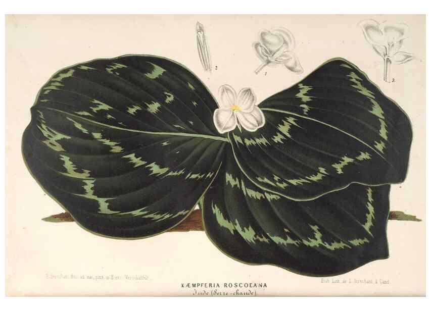 Reproducción/Reproduction 49689627313: L'Illustration horticole :. Gand, Belgium :Imprimerie et lithographie de F. et E. Gyselnyck,1854-1896.. 