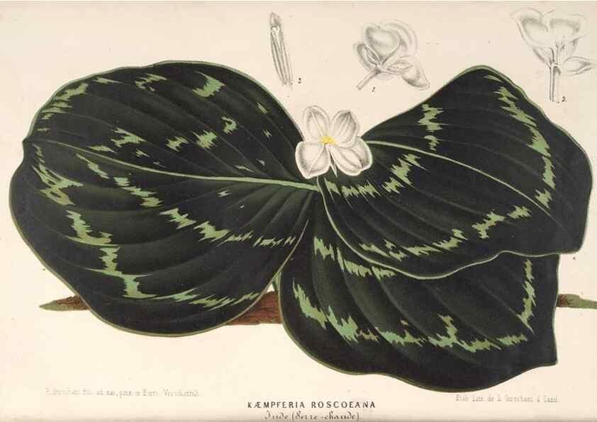 Reproducción/Reproduction 49689627313: L'Illustration horticole :. Gand, Belgium :Imprimerie et lithographie de F. et E. Gyselnyck,1854-1896.. 