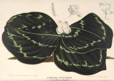 Reproducción/Reproduction 49689627313: L'Illustration horticole :. Gand, Belgium :Imprimerie et lithographie de F. et E. Gyselnyck,1854-1896.. 