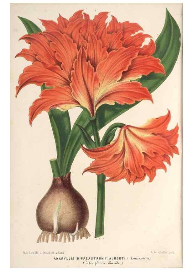 Reproducción/Reproduction 49690160571: L'Illustration horticole :. Gand, Belgium :Imprimerie et lithographie de F. et E. Gyselnyck,1854-1896.. 