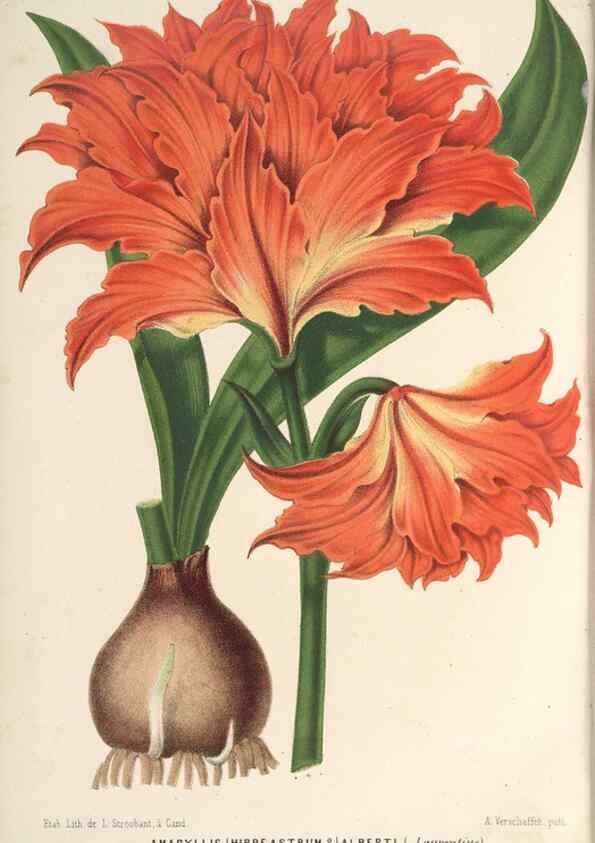 Reproducción/Reproduction 49690160571: L'Illustration horticole :. Gand, Belgium :Imprimerie et lithographie de F. et E. Gyselnyck,1854-1896.. 