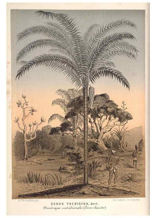 Reproducción/Reproduction 49690160826: L'Illustration horticole :. Gand, Belgium :Imprimerie et lithographie de F. et E. Gyselnyck,1854-1896.. 