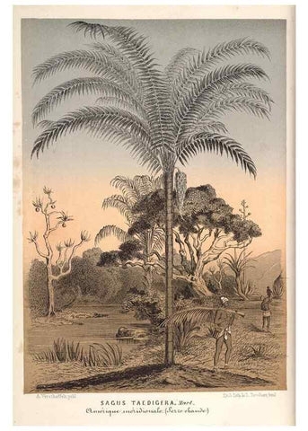 Reproducción/Reproduction 49690160826: L'Illustration horticole :. Gand, Belgium :Imprimerie et lithographie de F. et E. Gyselnyck,1854-1896.. 
