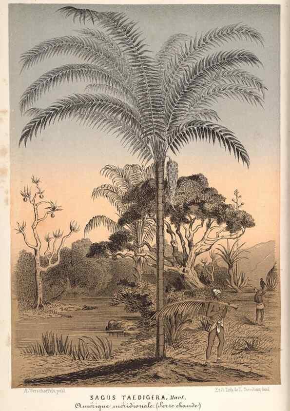 Reproducción/Reproduction 49690160826: L'Illustration horticole :. Gand, Belgium :Imprimerie et lithographie de F. et E. Gyselnyck,1854-1896.. 