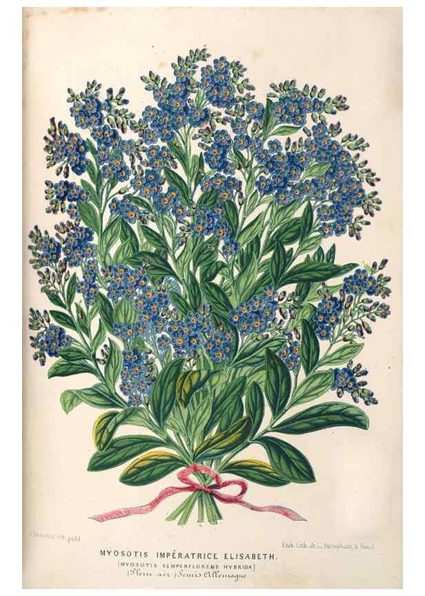 Reproducción/Reproduction 49690161006: L'Illustration horticole :. Gand, Belgium :Imprimerie et lithographie de F. et E. Gyselnyck,1854-1896.. 