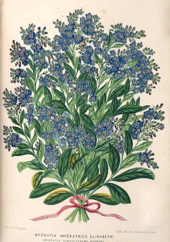 Reproducción/Reproduction 49690161006: L'Illustration horticole :. Gand, Belgium :Imprimerie et lithographie de F. et E. Gyselnyck,1854-1896.. 