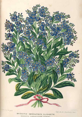Reproducción/Reproduction 49690161006: L'Illustration horticole :. Gand, Belgium :Imprimerie et lithographie de F. et E. Gyselnyck,1854-1896.. 