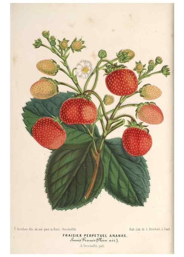 Reproducción/Reproduction 49690470822: L'Illustration horticole :. Gand, Belgium :Imprimerie et lithographie de F. et E. Gyselnyck,1854-1896.. 