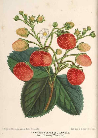 Reproducción/Reproduction 49690470822: L'Illustration horticole :. Gand, Belgium :Imprimerie et lithographie de F. et E. Gyselnyck,1854-1896.. 