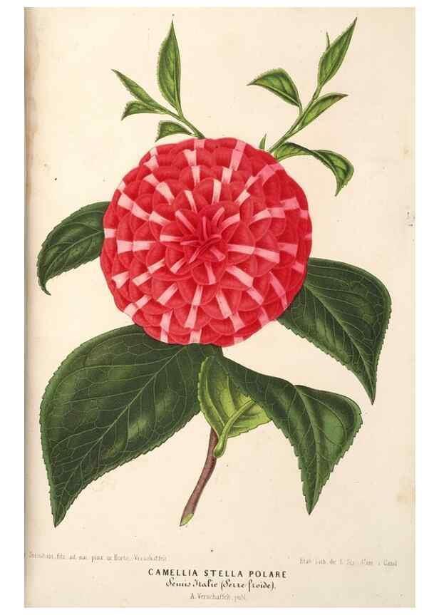 Reproducción/Reproduction 49690161356: L'Illustration horticole :. Gand, Belgium :Imprimerie et lithographie de F. et E. Gyselnyck,1854-1896.. 