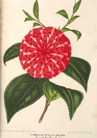 Reproducción/Reproduction 49690161356: L'Illustration horticole :. Gand, Belgium :Imprimerie et lithographie de F. et E. Gyselnyck,1854-1896.. 